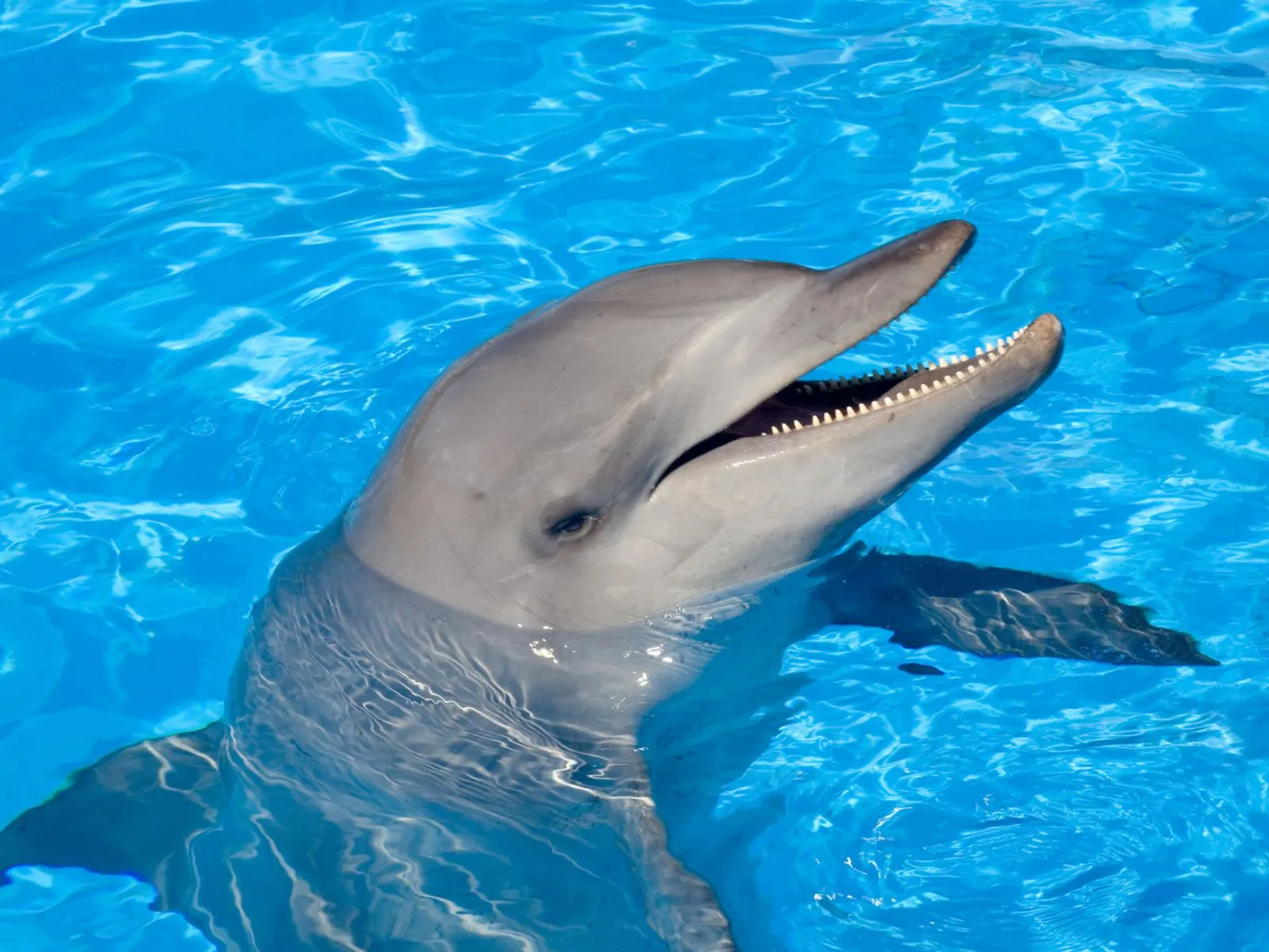 fotos de delfin sonriendo para facebook ~ Mejores Fotos del Mundo ...