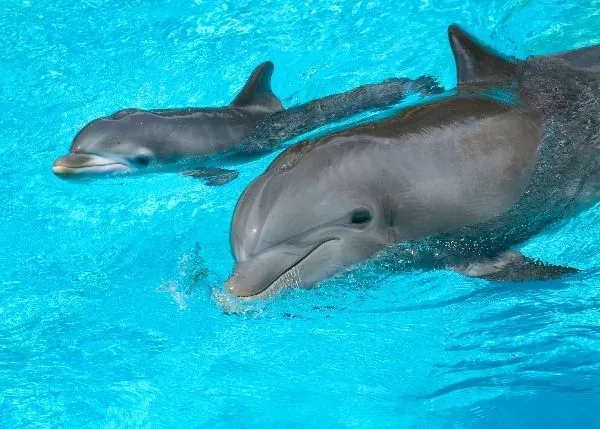 ParquePlaza.net: Discovery Cove da la bienvenida a un nuevo delfín ... ParquePlaza.net: Discovery Cove da la bienvenida a un nuevo delfín ...