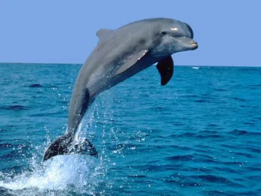 Os gustan los gatos, los perros y los delfines? Os gustan los gatos, los perros y los delfines?