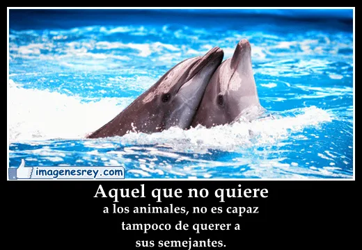 Imágenes bonitas con frases a los animales para muro de facebook ...
