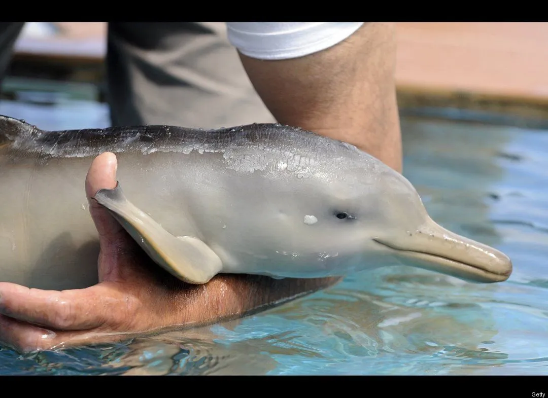 Fotos de delfines recién nacido