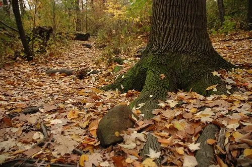Fotos des de la Segarra: Tardor