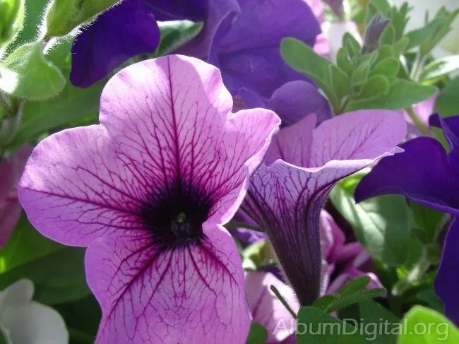 Flor lila