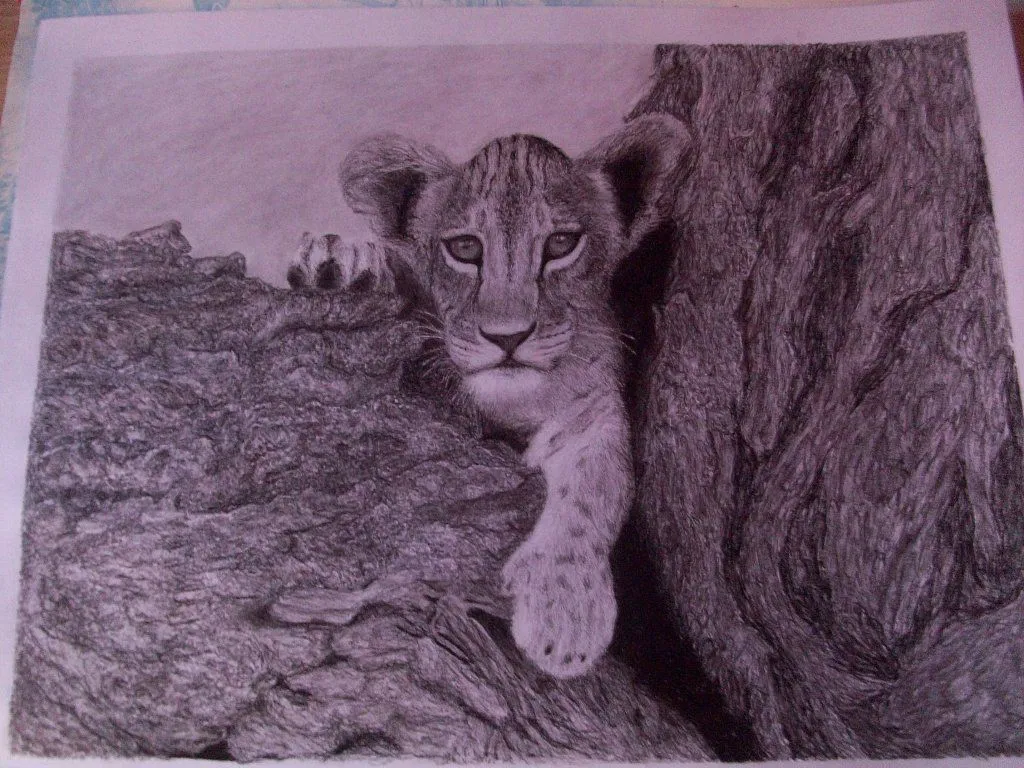 Fotos de mi dibujo de león realista hecho a lápiz terminado ... Fotos de mi dibujo de león realista hecho a lápiz terminado ...