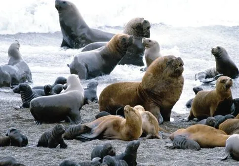 FOTOS DIBUJOS CULTURA GEOGRAFIA: FOTOS DE LOBOS MARINOS O LEONES ... FOTOS DIBUJOS CULTURA GEOGRAFIA: FOTOS DE LOBOS MARINOS O LEONES ...