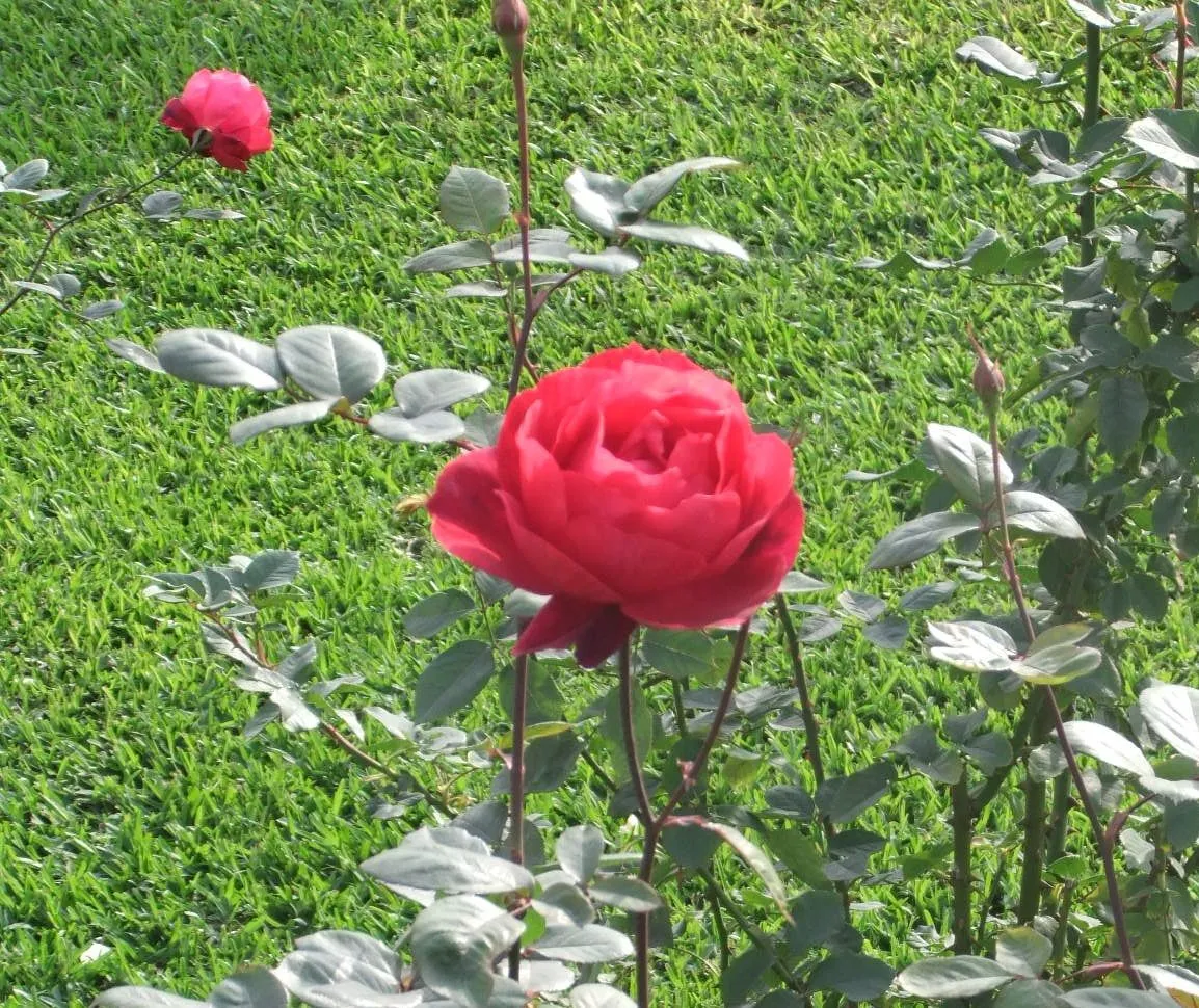 FOTOS Y DIBUJOS: FOTOS DE ROSAS HERMOSAS