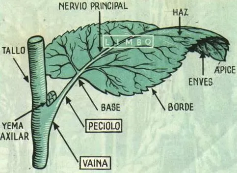 FOTOS DIBUJOS IMAGENES HISTORIA: DIBUJOS DE HOJAS Y SUS PARTES FOTOS DIBUJOS IMAGENES HISTORIA: DIBUJOS DE HOJAS Y SUS PARTES
