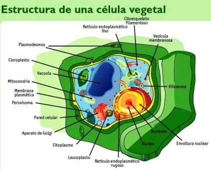 FOTOS Dibujos Imágenes VIDEOS: DIBUJOS DE LA CELULA VEGETAL Y SUS ... FOTOS Dibujos Imágenes VIDEOS: DIBUJOS DE LA CELULA VEGETAL Y SUS ...