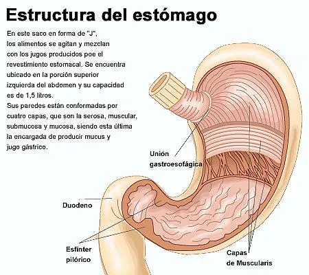 FOTOS Dibujos Imágenes VIDEOS: DIBUJOS DEL ESTOMAGO Y SUS PARTES FOTOS Dibujos Imágenes VIDEOS: DIBUJOS DEL ESTOMAGO Y SUS PARTES
