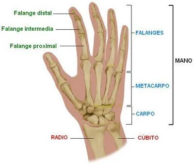 FOTOS Dibujos Imágenes VIDEOS: DIBUJOS DE MANOS Y FOTOS FOTOS Dibujos Imágenes VIDEOS: DIBUJOS DE MANOS Y FOTOS