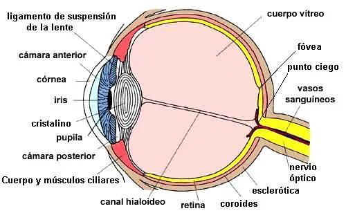 FOTOS Dibujos Imágenes VIDEOS: DIBUJOS: PARTES DEL OJO FOTOS Dibujos Imágenes VIDEOS: DIBUJOS: PARTES DEL OJO