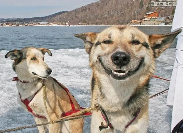fotos divertidas de animales | Imagenes Chistosas Para facebook