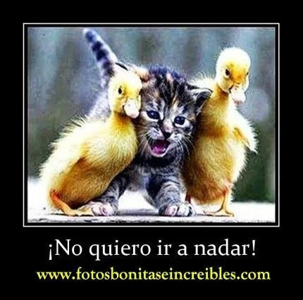 Fotos divertidas de gatos. Imagenes de gatos con frases para ...