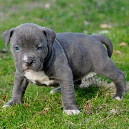 Fotos de dulce pit bull americano para la venta. - Copiapo ... Fotos de dulce pit bull americano para la venta. - Copiapo ...
