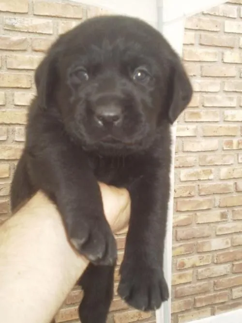 Fotos de DULCES LABRADORES... BLANCOS, DORADOS Y NEGROS PUROS ...