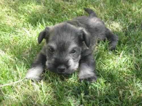 Cachorros puros aaa schnauzer miniatura padres con pedigree ... Cachorros puros aaa schnauzer miniatura padres con pedigree ...