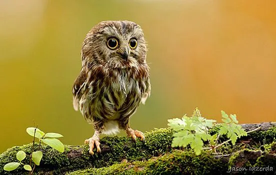Fotos espectaculares de animales - Imagui