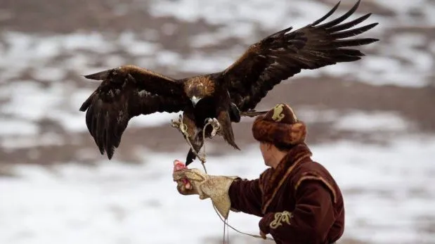 FOTOS: Espectaculares imágenes de la caza con águilas en ...