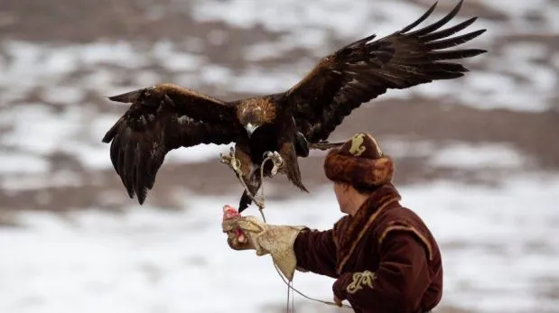 FOTOS: Espectaculares imágenes de la caza con águilas en ... FOTOS: Espectaculares imágenes de la caza con águilas en ...