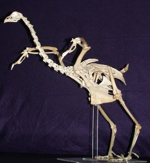 Esqueleto de una gallina - Imagui
