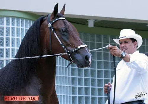 Fotos de las Estatales 2008 | Paso Fino, puro de aquí Fotos de las Estatales 2008 | Paso Fino, puro de aquí
