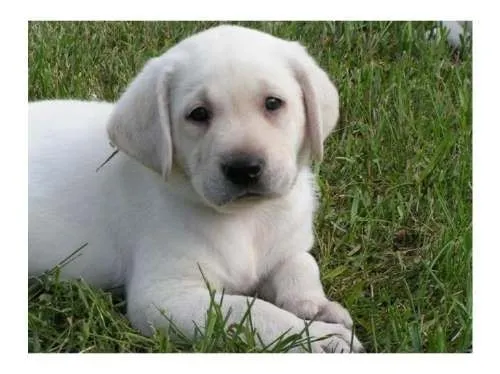 Cachorros labrador Dorado - Imagui