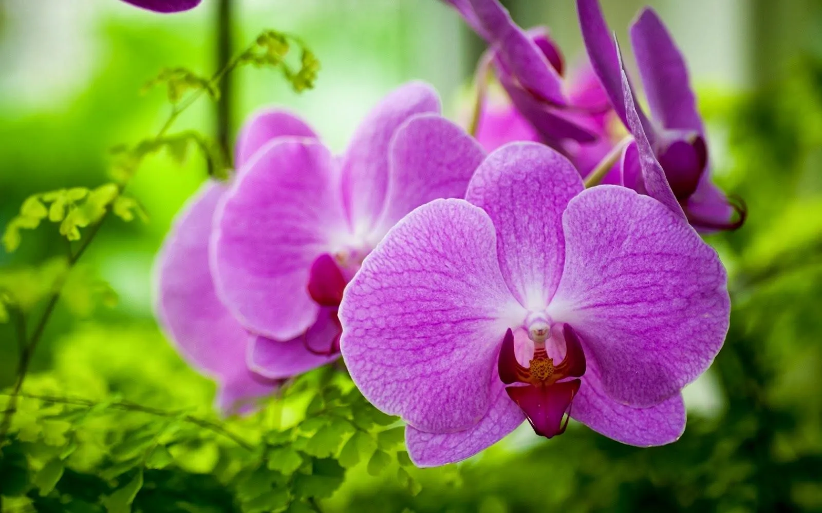 Fotos de floreros con flores | Fotos Bonitas de Amor | Imágenes ... Fotos de floreros con flores | Fotos Bonitas de Amor | Imágenes ...