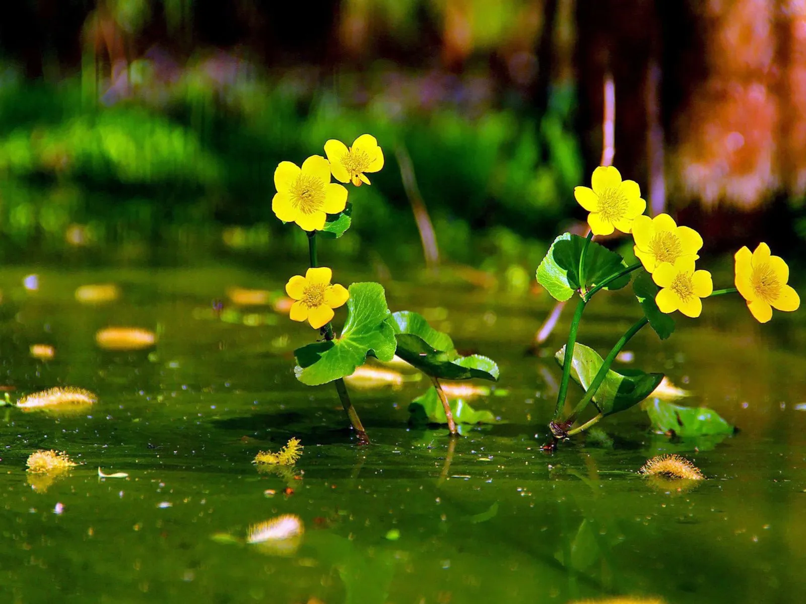 Fotos de flores amarillas ~ Mejores Fotos del Mundo | Fotografías ... Fotos de flores amarillas ~ Mejores Fotos del Mundo | Fotografías ...