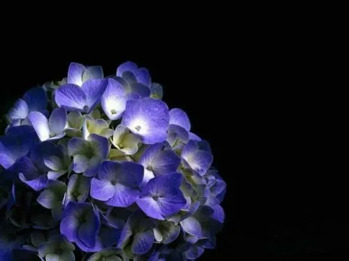 flores-azules.jpg