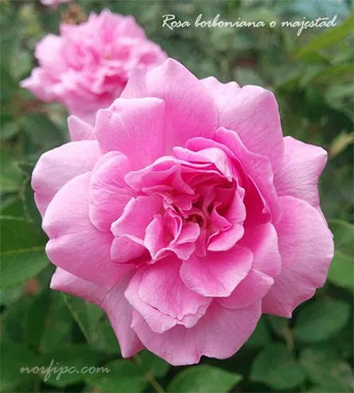 FOTOS DE FLORES HERMOSAS Y SUS NOMBRES - OPENDBTEAM.com FOTOS DE FLORES HERMOSAS Y SUS NOMBRES - OPENDBTEAM.com