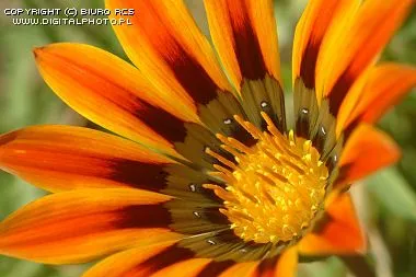 Fotos de flores | Imágenes de flores exóticas Fotos de flores | Imágenes de flores exóticas