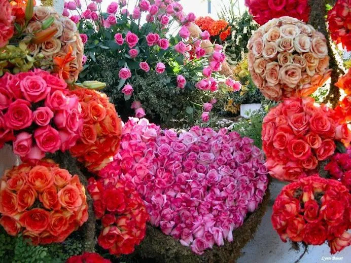 Fotos de flores lindas - Imagui