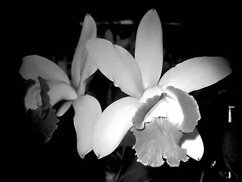 Flor de luto - Imagui