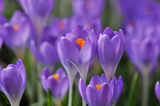 Fotos de flores moradas gratis - Imagui