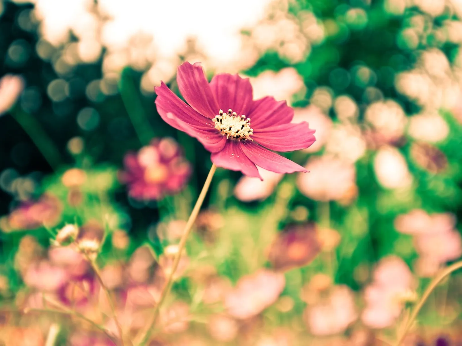 Fotos de flores multicolor ~ Mejores Fotos del Mundo | Fotografías ... Fotos de flores multicolor ~ Mejores Fotos del Mundo | Fotografías ...