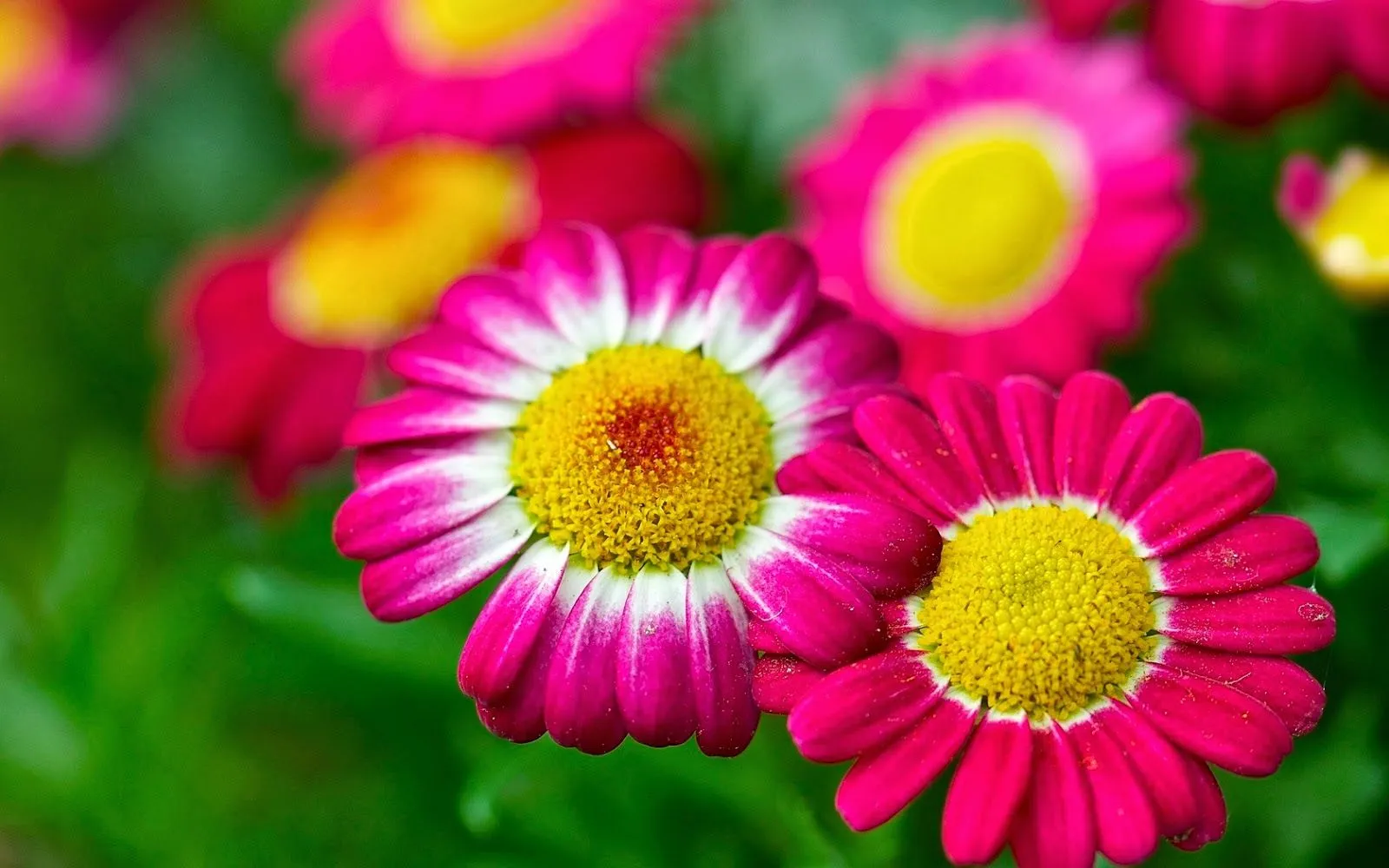 Fotos de flores del mundo | Fotos Bonitas de Amor | Imágenes ...