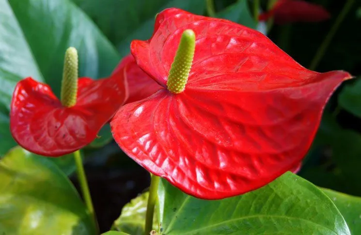 Fotos de flores y sus nombres - Imagui