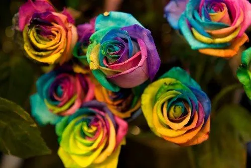 Las flores multicolores existen