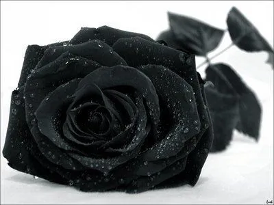 Fotos de flores | Rosas