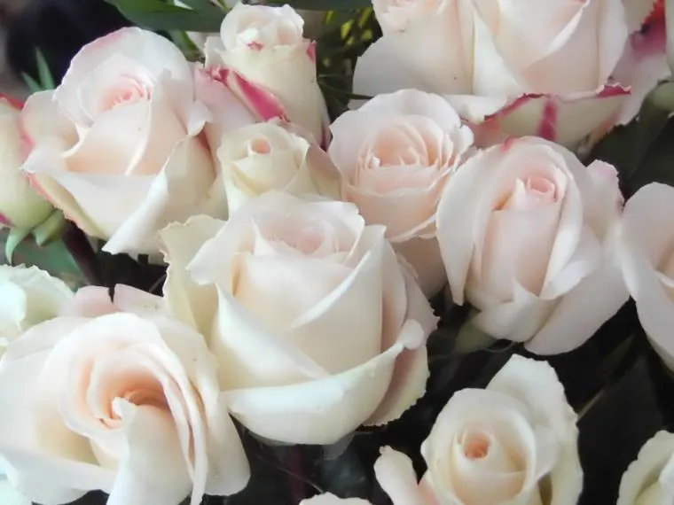 Fotos de flores | Rosas