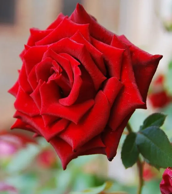 Fotos de flores: ROSAS DE VARIOS COLORES