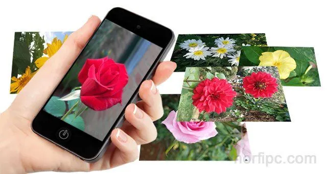 Fotos de flores y rosas para fondo de pantalla del celular y tableta