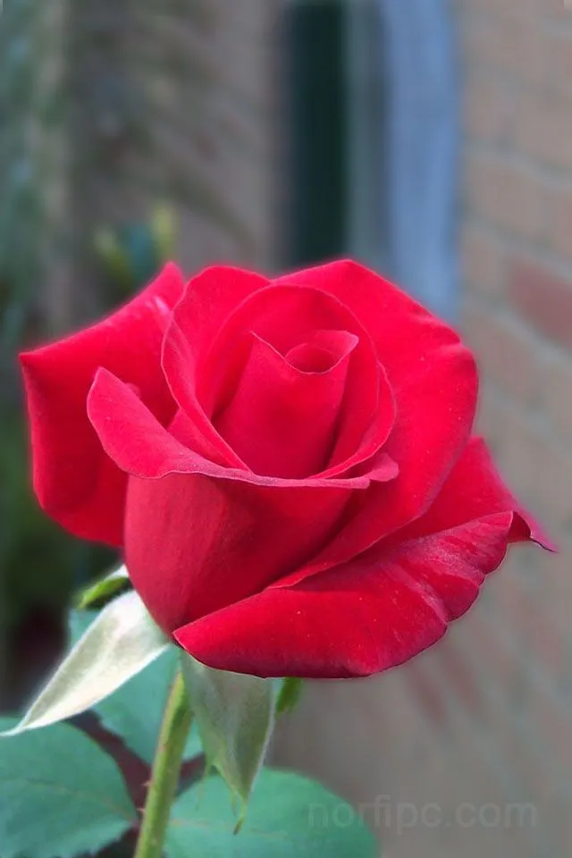 Fotos de flores y rosas para fondo de pantalla del celular y tableta