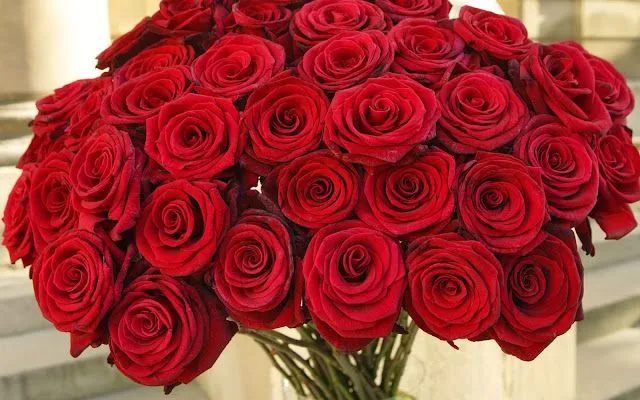 fotos de flores y rosas « Fotos Bonitas de Amor fotos de flores y rosas « Fotos Bonitas de Amor