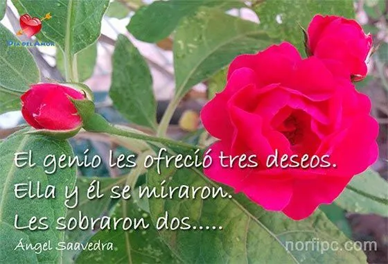 Fotos de flores y rosas con frases para el Día del Amor Fotos de flores y rosas con frases para el Día del Amor