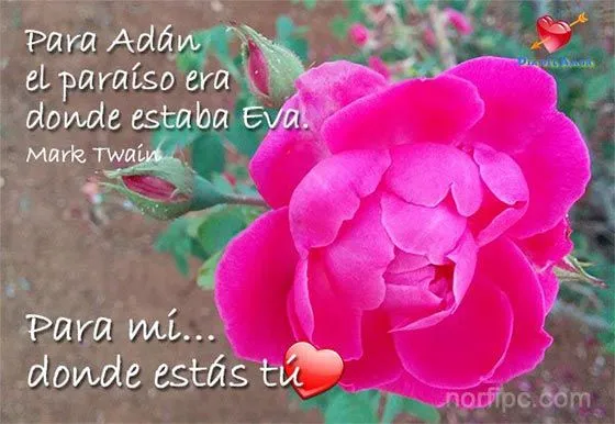 Fotos de flores y rosas con frases para el Día del Amor Fotos de flores y rosas con frases para el Día del Amor