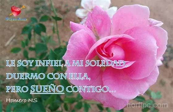 Fotos de flores y rosas con frases para el Día del Amor Fotos de flores y rosas con frases para el Día del Amor