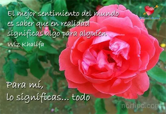 Fotos de flores y rosas con frases para el Día del Amor Fotos de flores y rosas con frases para el Día del Amor
