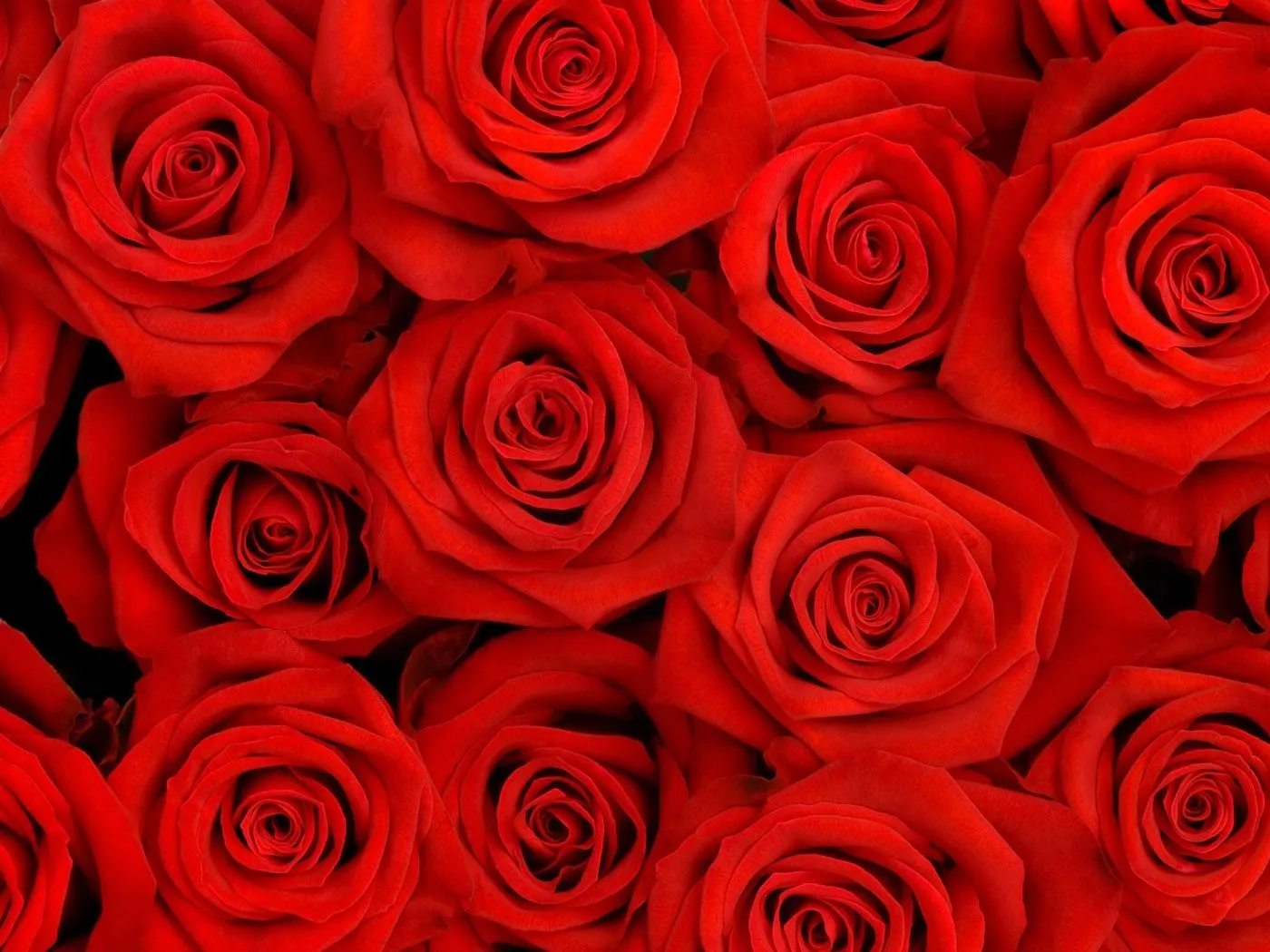 Fotos de flores de rosas rojas de amor Mejores fotos del mundo ...