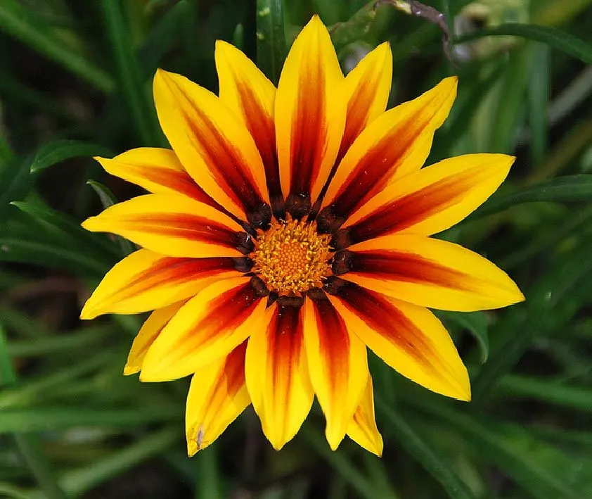 Fotos de flores: VARIEDAD DE FLORES DE LA GAZANIA